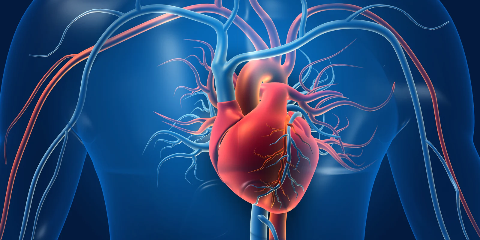 How hydration affects heart function